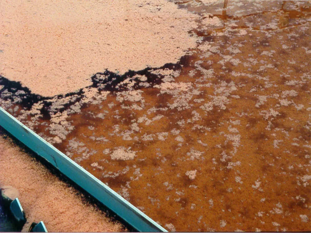 Mixed liquor solids washout at a treatment plant