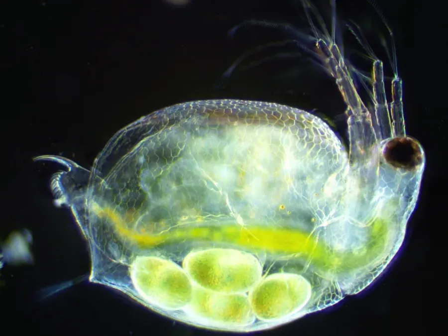 Ceriodaphnia dubia, the organism used in whole effluent toxicity testing